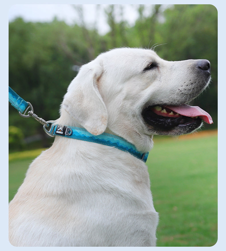 威福迪项圈英文_15.jpg|hash:8118a92a0664e179ee8f276b1b58086c|type:detail